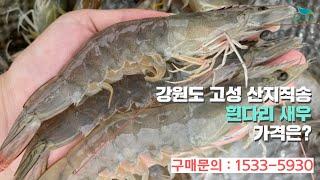 [신바람 수산물 협력업체 판매상품 - 강원도 고성 산지직송 흰다리 새우 500g  - 중고트랙터 중고농기계 경운기 관리기 스키로더 굴삭기 화물트럭 매매 직거래 장터 사이트