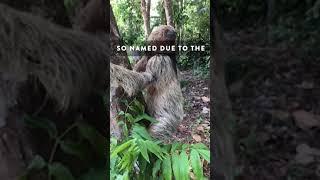 The Elusive Maned Sloth from Brazil!