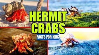 Hermit Crabs - Facts for Kids