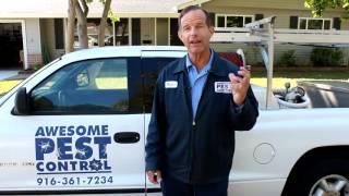 Sacramento Pest Control 916 361 7234 Awesome Pest Control