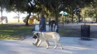 Bentley, English Mastiff in town