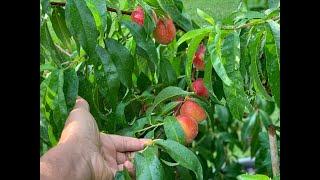 Getting your fruit tree to yield fruit. The EASY WAY.