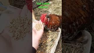 #vak #kakas #etetése   #feeding a #blind #rooster