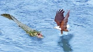 Eagle Steals from Crocodile, Croc Steals it Back