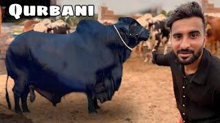 Finally Eid Ke liye Heavy Bada Janwar Le Liya || Shehr Main Dihat