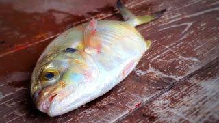 Can You Eat Blue Runner? Saltwater Catch and Cook