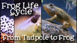 The Life Cycle of a Frog: Metamorphosis from Tadpole to Frog for Kids - FreeSchool