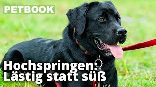 Hunden das Anspringen abgewöhnen | Dogschool | PETBOOK