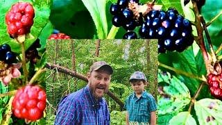 Black raspberries blackberries & Dewberries! What’s the difference?