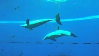 Acquario di Genova - La vasca dei delfini