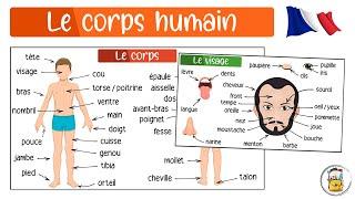 Learn French - Parts Of The Human Body In French - French Vocabulary In Pictures