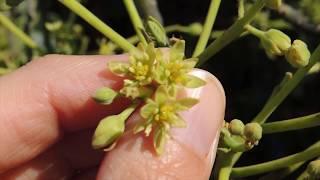 Как цветет авокадо. Flowering avocado