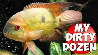 12 INCREDIBLE NEW WORLD CICHLIDS SOME RARELY SEEN