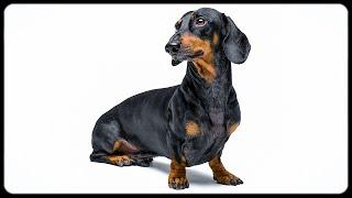 Doxie Din - not just a dachshund!