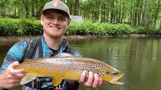 Michigan Brown Trout Fishing with Spinners and Rapalas - Giant Resident Trout