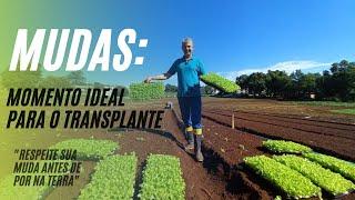 MUDAS, QUAL O MOMENTO IDEAL PARA O TRANSPLANTE?