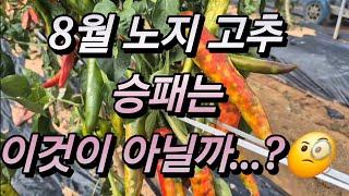 8월이후 수확량 결정은?