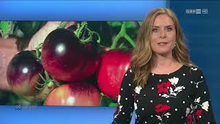 ORF Fernsehbeitrag "Tomatenflüsterer vom Mondsee"