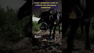 from Breathless to Bliss: Vet Rescues Cattle in 60 Minutes!"/ARDS