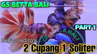 Begini Jadinya... 2 Ikan Cupang Jadi 1 Di Dalam Soliter - GS BETTA BALI Part 1