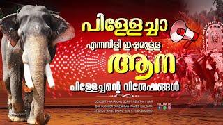 പിള്ളേച്ചന്റെ കാര്യം ബഹു രസം തന്നെ|Elephant who is called as pillechan|Kanjirakkatu Sekharan|EPI 240