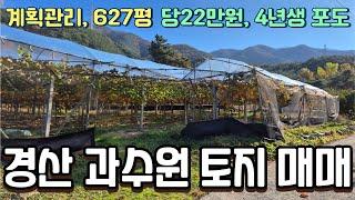 경산 수확많은 627평 과수원 급매로 매도합니다 628