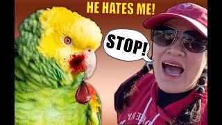 MY PET PARROT HATES ME NOW, HE"S ATTACKING ME. WHAT SHOULD I DO?