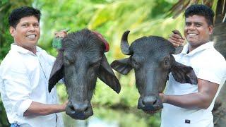 KING OF BEEF HEAD CURRY | Yummy Beef Head Gravy Recipe | Cutting & Cooking Skill