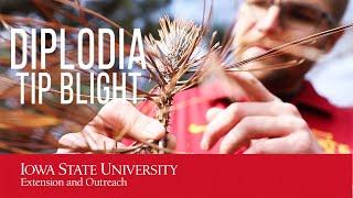 Diplodia Tip Blight of Pine Trees