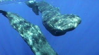 Sperm Whales of Dominica | JONATHAN BIRD'S BLUE WORLD