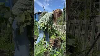 JULY IN THE ALLOTMENT GARDEN 2023 #allotmentgarden #allotment