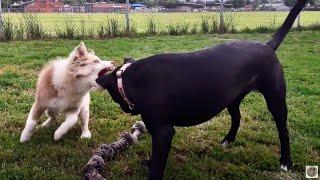 Pitbull Mix vs Australian Shepherd Puppy At Dog Park