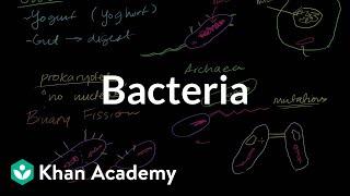 Bacteria