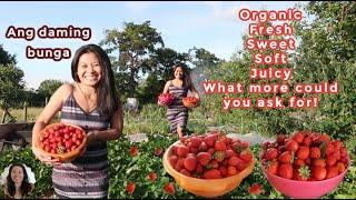 Picking Strawberries | Ang Daming Bunga | A Filipina in the UK