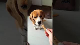 #животныеприколы #бигль #приколы #puppy #beagle #pets #dog #собака