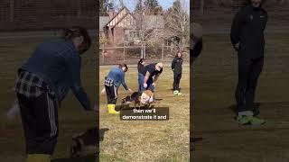 Animal Behavior Class with GOATS! - Linfield YouTube Shorts