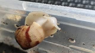 白玉蝸牛日常 white jade snail’s daily life