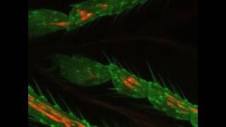 Immune cells by Dr. Anna Franz