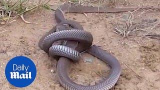 Two venomous Cobras are fighting to the death