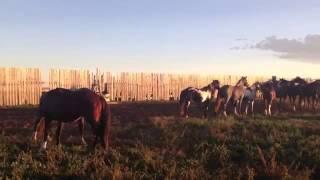 Nokota wild horses - EXTREME Stallion behavior