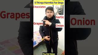 5 things dangerous for dogs || #shorts #youtubeshorts #dog #cats #dogbreed #pets #thepetvision #pet