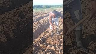 How to Make Onion bed for Max yields #farming #agriculture