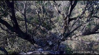 WBSE ~ SE29 FLEDGES at 77 Days Old! Congratulations!  White Bellied Sea Eagles 10.3.22