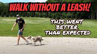 HOW To Walk Your Dog With NO LEASH!