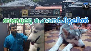 Babuluu at hospital | Dog vomiting problem | pet veterinary clinic | HUSKY