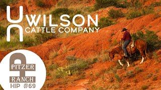 #69 Pete - Wilson Cattle Co x Pitzer Fall Horse Sale