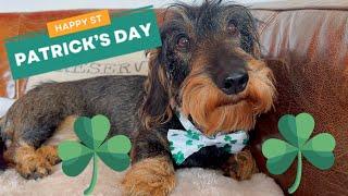 Dachshund Teddy and the St. Patrick’s Day Mystery of the Silent Stalker 