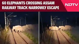 Assam News | AI-Based Safety System Stops Train In Assam Elephant Corridor As Herd Crosses Tracks