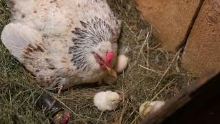 hatching chickens, day 1 to 21