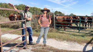 The Cows Are SURE the Grass is Greener over THERE!